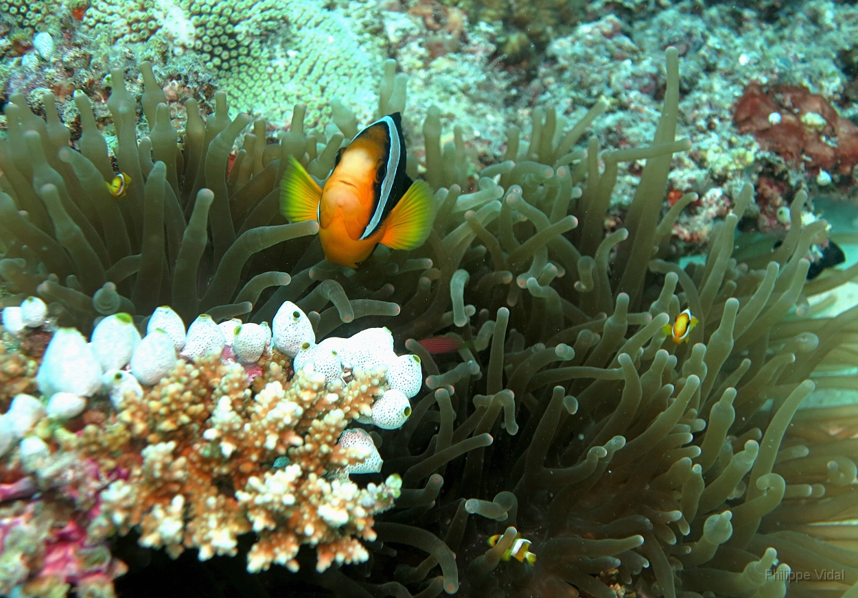 Velidhu - 2013_03_11 - IMG_0482rf_Poisson clown de Clark - Amphiprion clarkii_Kuda giri_Plongee.jpg